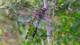 blue-spotted-hawker-for-web