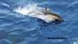 common-dolphin-for-web