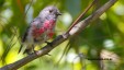 juvenile-rose-robin-for-web