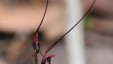 mayfly-orchid-for-web
