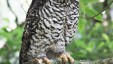 powerful-owl-1-for-web