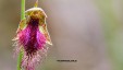 purplish-beard-orchid-for-web