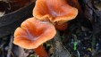 red-fungus-for-web
