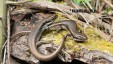 southern-water-skinks-for-web